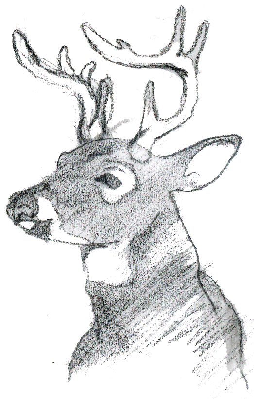 Buck sketch